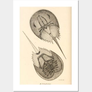 Horseshoe Crab Posters and Art